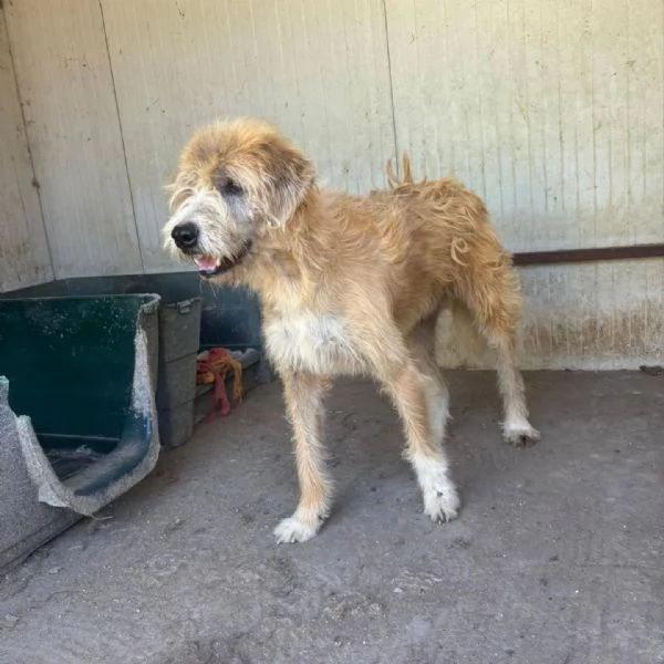 Lollo 9 anni cerca casa  tanti anni passati in canile in adozione | Foto 1