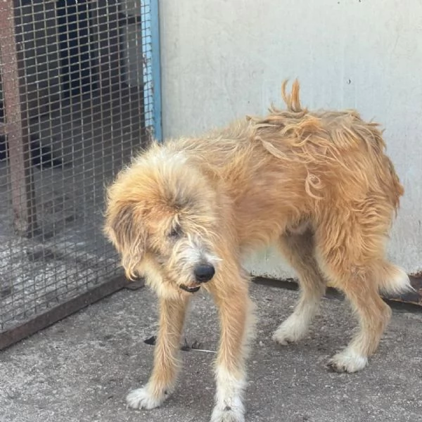 Lollo 9 anni cerca casa  tanti anni passati in canile in adozione | Foto 0