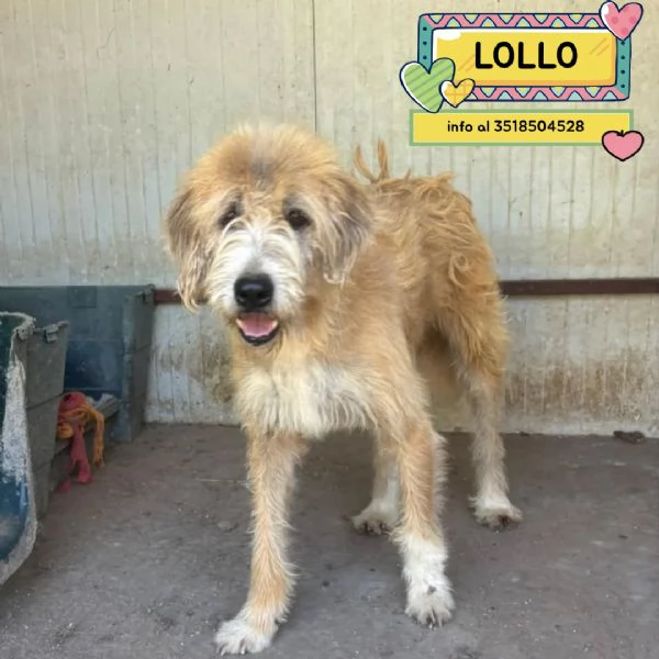 Lollo 9 anni cerca casa  tanti anni passati in canile in adozione