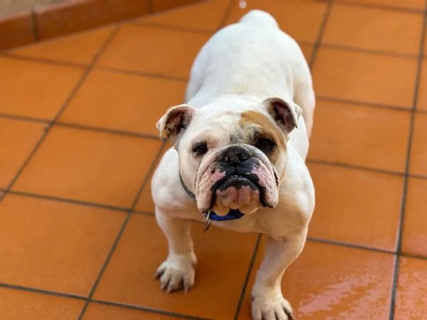 POLDA bulldog inglese 2 anni e mezzo cerca casa  in adozione | Foto 0