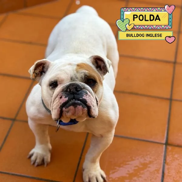 POLDA bulldog inglese 2 anni e mezzo cerca casa  in adozione