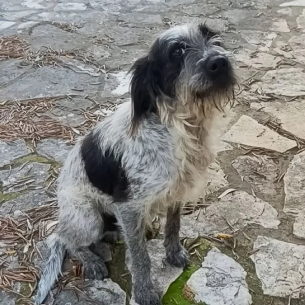 Luigi dolce cagnolino 3 anni e mezzo cerca casa  in adozione  | Foto 2