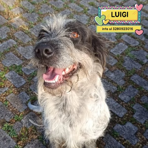 Luigi dolce cagnolino 3 anni e mezzo cerca casa  in adozione 
