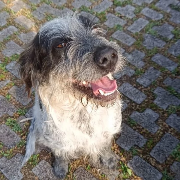 Luigi dolce cagnolino 3 anni e mezzo cerca casa  in adozione  | Foto 1