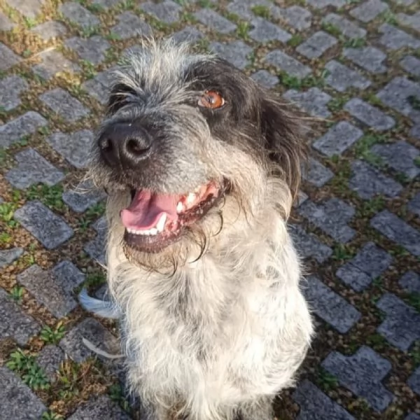 Luigi dolce cagnolino 3 anni e mezzo cerca casa  in adozione  | Foto 0