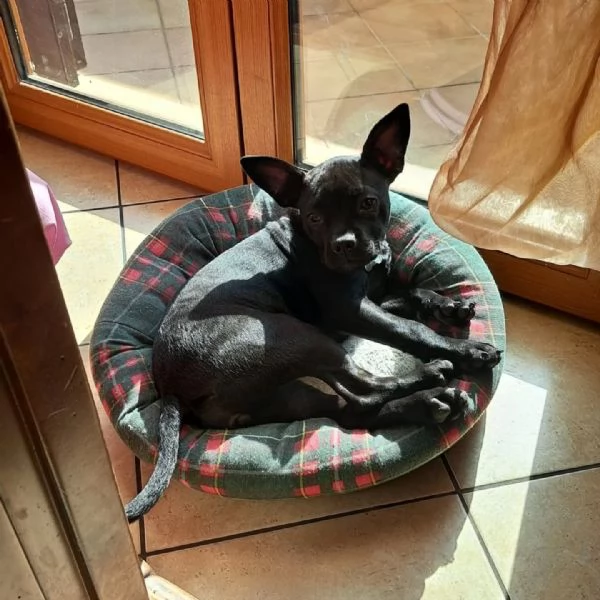 MYA cucciolina incrocio bouledogue francese chihuahua cerca casa  adozione | Foto 3