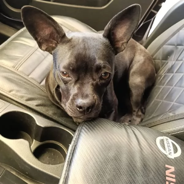MYA cucciolina incrocio bouledogue francese chihuahua cerca casa  adozione | Foto 2