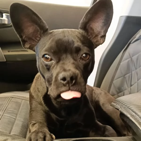 MYA cucciolina incrocio bouledogue francese chihuahua cerca casa  adozione | Foto 1
