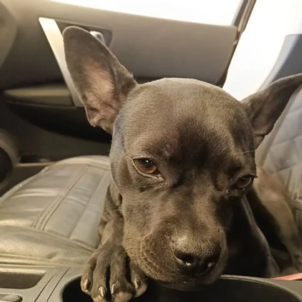 MYA cucciolina incrocio bouledogue francese chihuahua cerca casa  adozione | Foto 0