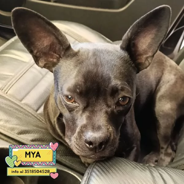 MYA cucciolina incrocio bouledogue francese chihuahua cerca casa  adozione