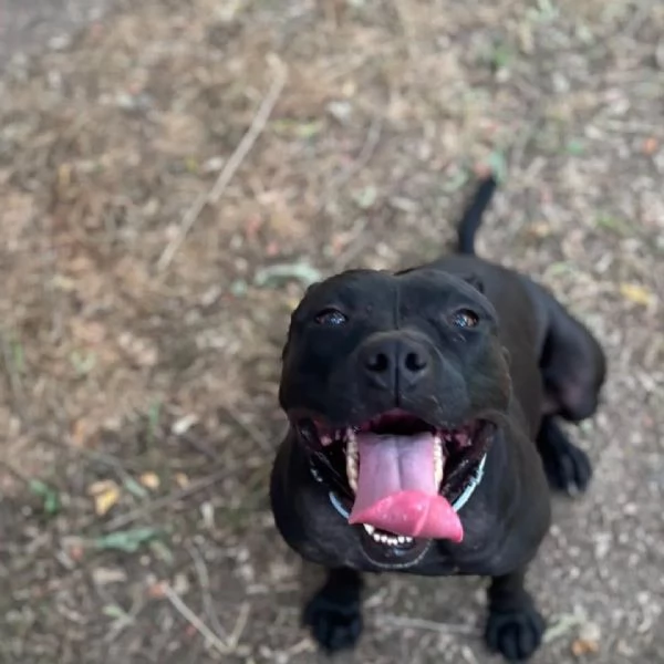 Sparta cagnolina 4 anni cerca casa  in adozione | Foto 1