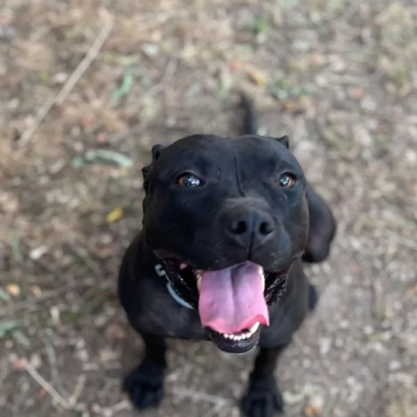 Sparta cagnolina 4 anni cerca casa  in adozione | Foto 0
