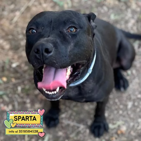 Sparta cagnolina 4 anni cerca casa  in adozione