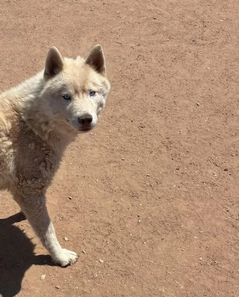 ARES siberian HUSKY 1 anno cerca casa  in adozione  | Foto 2