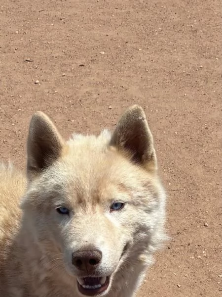 ARES siberian HUSKY 1 anno cerca casa  in adozione  | Foto 1