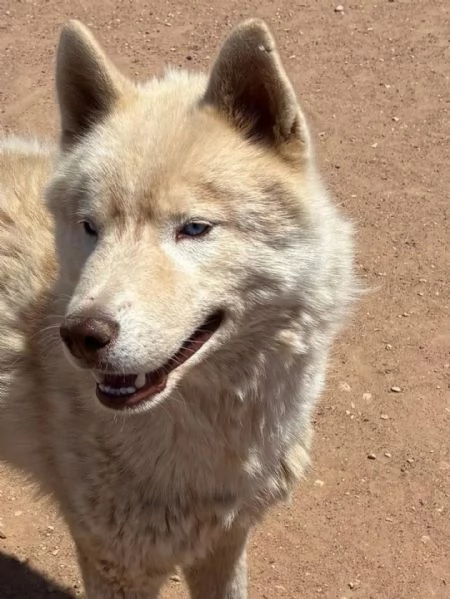ARES siberian HUSKY 1 anno cerca casa  in adozione  | Foto 0