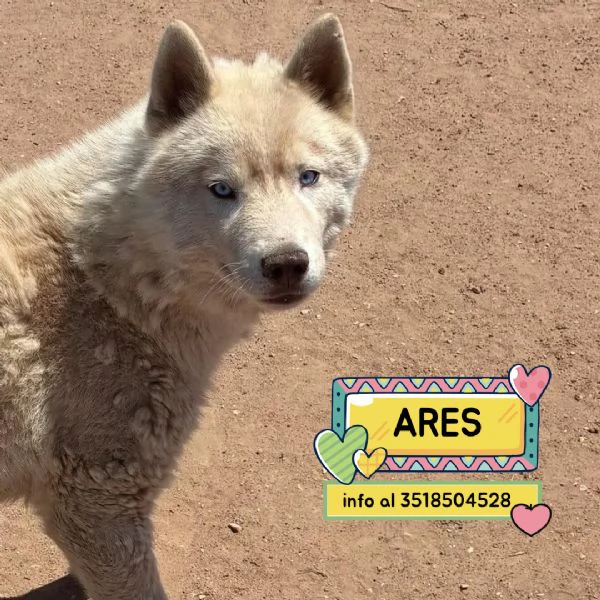 ARES siberian HUSKY 1 anno cerca casa  in adozione 