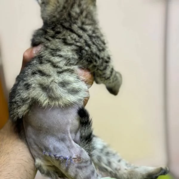 MINO dolce micino cerca casa  gattino maschio in adozione  | Foto 4