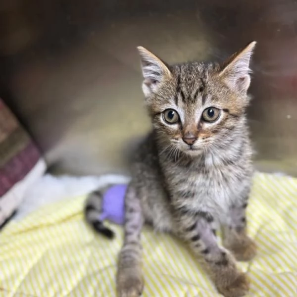 MINO dolce micino cerca casa  gattino maschio in adozione  | Foto 3