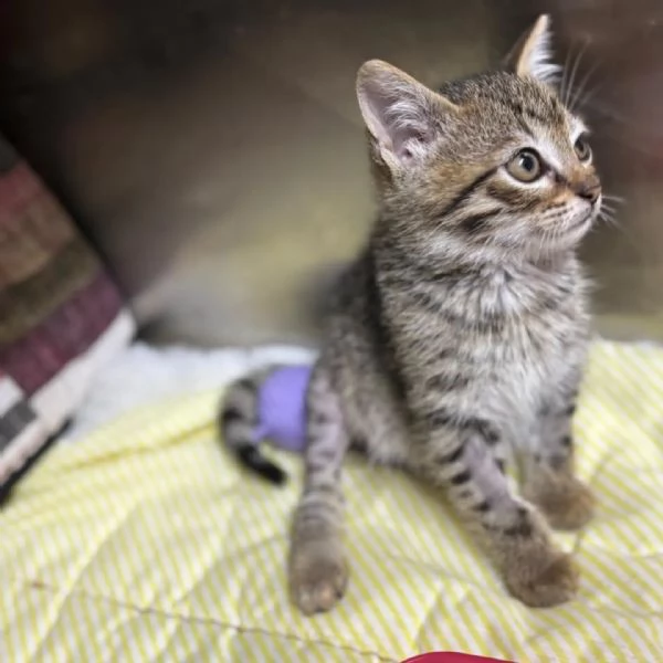MINO dolce micino cerca casa  gattino maschio in adozione  | Foto 2