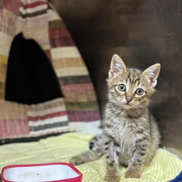MINO dolce micino cerca casa  gattino maschio in adozione  | Foto 1