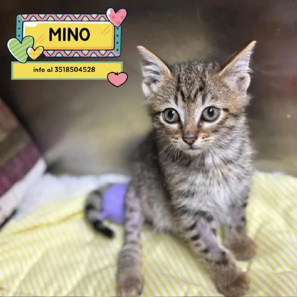 MINO dolce micino cerca casa  gattino maschio in adozione 