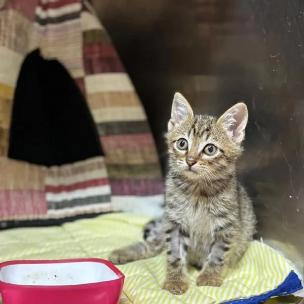 MINO dolce micino cerca casa  gattino maschio in adozione  | Foto 0