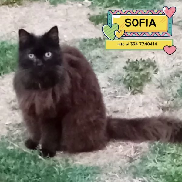SOFIA dolce gattina 12 anni cerca casa  in adozione 