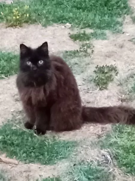SOFIA dolce gattina 12 anni cerca casa  in adozione  | Foto 0