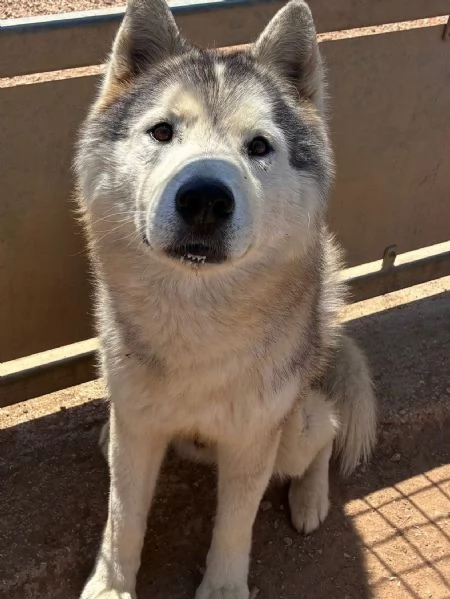 BRUSCOLINO bellissimo siberian husky maschio 5 anni cerca casa  in adozione | Foto 2