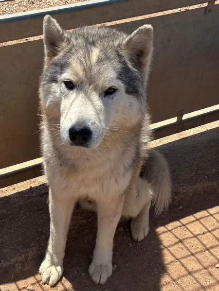 BRUSCOLINO bellissimo siberian husky maschio 5 anni cerca casa  in adozione | Foto 1