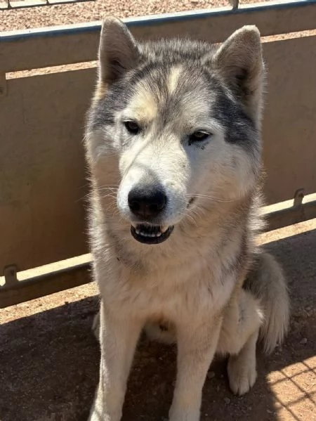 BRUSCOLINO bellissimo siberian husky maschio 5 anni cerca casa  in adozione | Foto 0