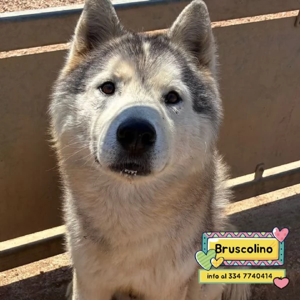 BRUSCOLINO bellissimo siberian husky maschio 5 anni cerca casa  in adozione