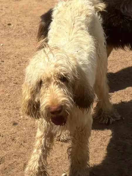 MASHA stupenda spinone italiano 11 mesi cerca casa  in adozione | Foto 1