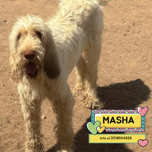 MASHA stupenda spinone italiano 11 mesi cerca casa  in adozione