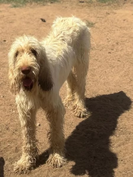 MASHA stupenda spinone italiano 11 mesi cerca casa  in adozione | Foto 0