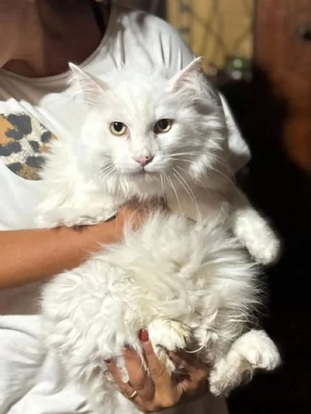 Dante bellissimo gatto bianco a pelo lungo cerca casa  in adozione  | Foto 2