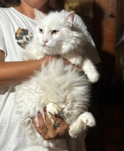 Dante bellissimo gatto bianco a pelo lungo cerca casa  in adozione  | Foto 1
