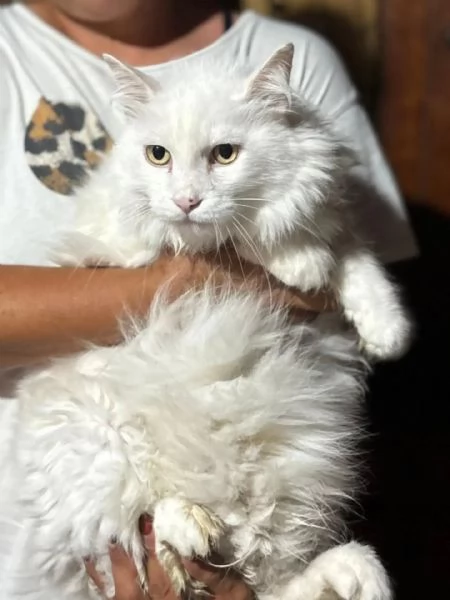 Dante bellissimo gatto bianco a pelo lungo cerca casa  in adozione  | Foto 0