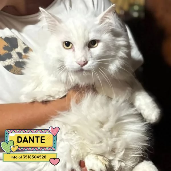 Dante bellissimo gatto bianco a pelo lungo cerca casa  in adozione 