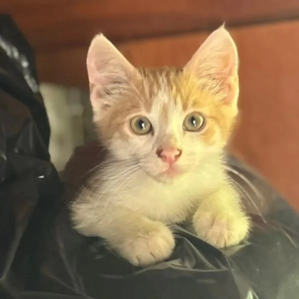 Giacomino dolce gattino 2 mesi cerca casa  in adozione  | Foto 2