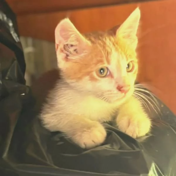 Giacomino dolce gattino 2 mesi cerca casa  in adozione  | Foto 1