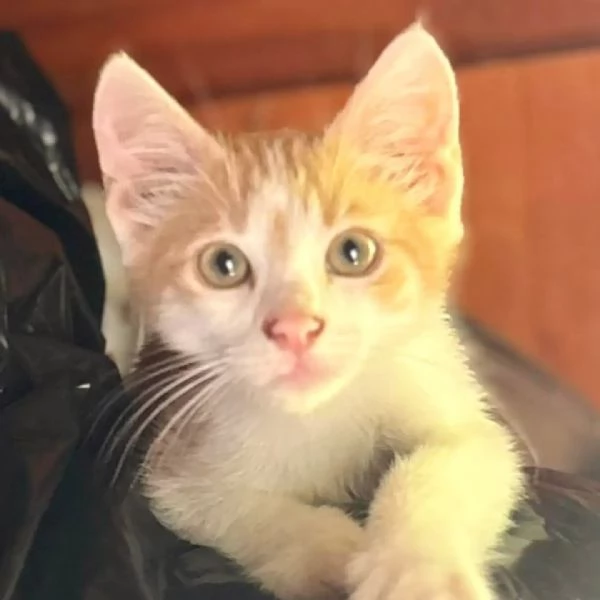 Giacomino dolce gattino 2 mesi cerca casa  in adozione  | Foto 0