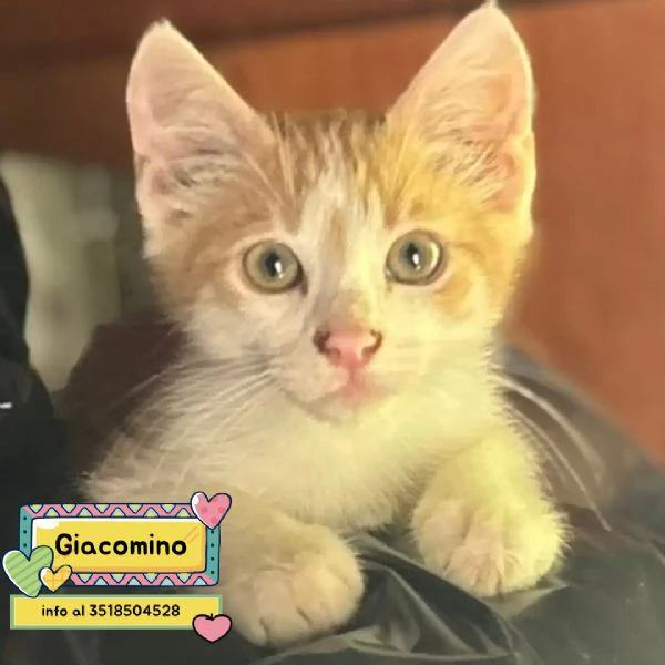 Giacomino dolce gattino 2 mesi cerca casa  in adozione 
