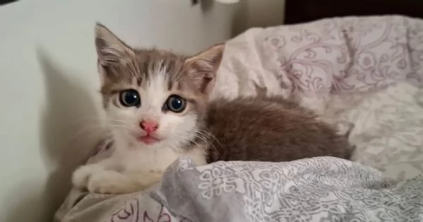 Rimmel dolce gattino cerca casa  in adozione  | Foto 3
