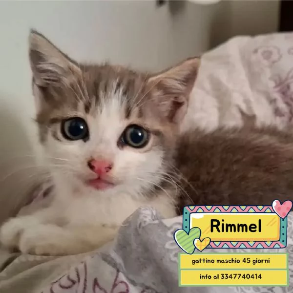Rimmel dolce gattino cerca casa  in adozione 