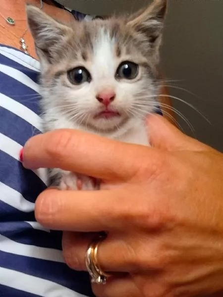 Rimmel dolce gattino cerca casa  in adozione  | Foto 2
