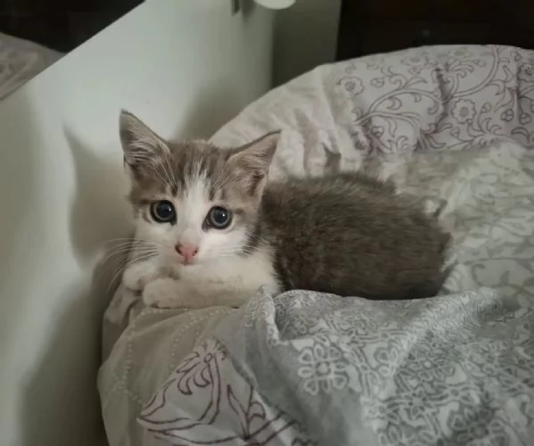 Rimmel dolce gattino cerca casa  in adozione  | Foto 1