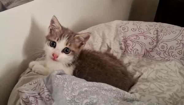 Rimmel dolce gattino cerca casa  in adozione  | Foto 0