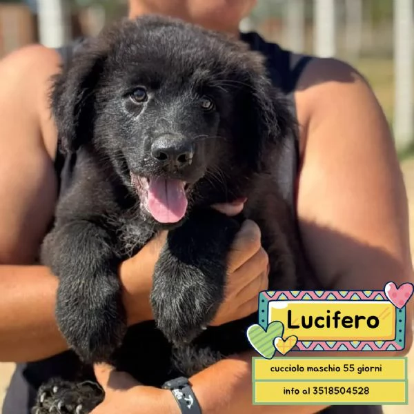 Lucifero cucciolo maschio mix pastore caucaso maremmano cerca casa  in adozione